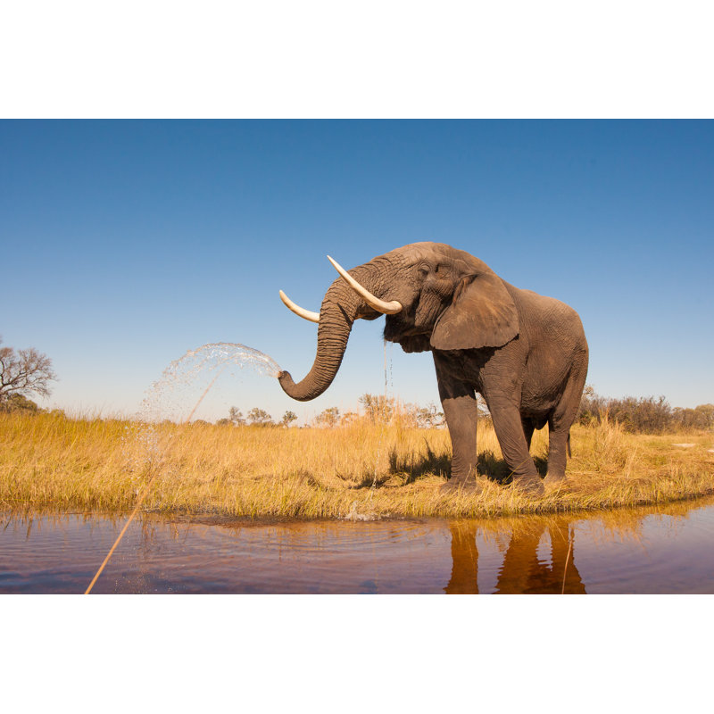 Elephant by Donvanstaden - Wrapped Canvas Print, 61cm H x 91cm W