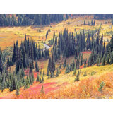 Autumn Colors In Paradise Valley. Mt. Rainier Print by Bruce Heinemann
