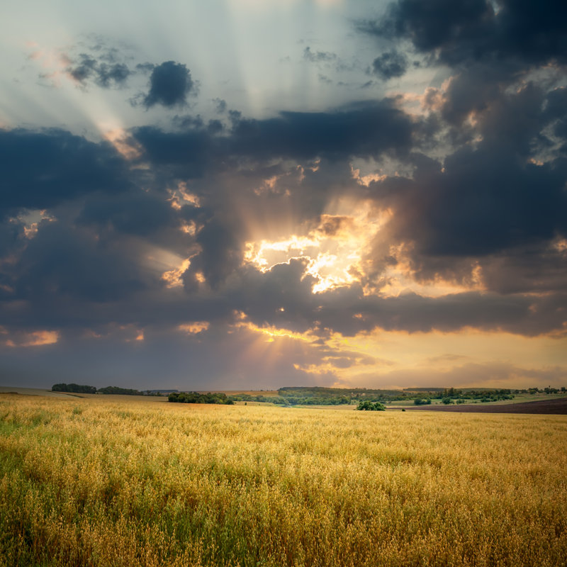 Evening Sky Over Field Of Oats - Wrapped Canvas Print, 91cm H x 91cm W x 3.8cm D