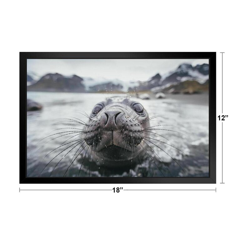 Inspection Extreme Close Up of Baby Seal Photo Seal Posters of Wild Animals Seal Print Pictures of The Sea Baby Seal Wall Decor Kids Room Decor Underw
