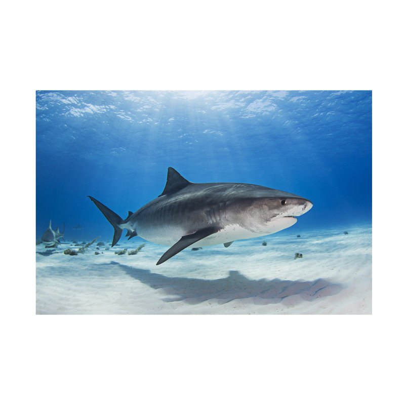 Ken Kiefer Notch The Tiger Shark Canvas Art, 12" H x 19" W
