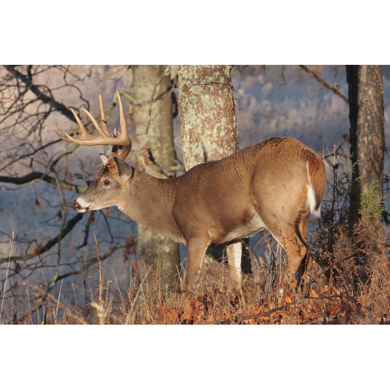 Frosty White-Tailed Buck - Photographie sur toile tendue, H 8 po x l 12 po