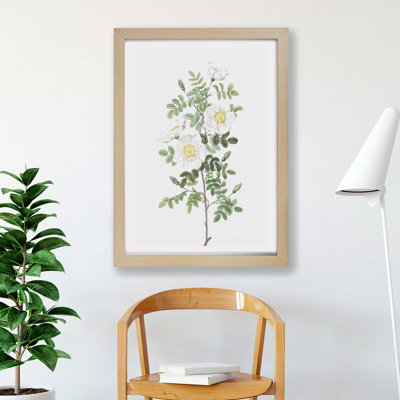 White Burnet Rose by Pierre-Joseph Redoute - Framed Print