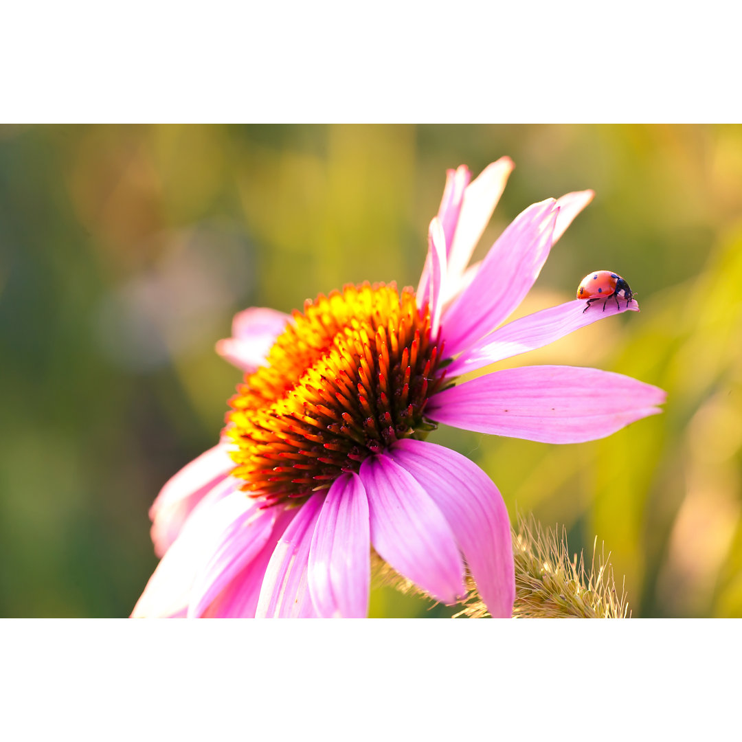 Marienkäfer auf Blume von Saharrr - Leinwand Kunstdrucke