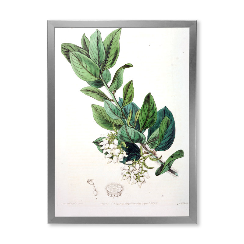 Vintage Botanicals XX - peinture sur toile, H 32 po x l 24 po x P 1 po, Cadre photo argenté
