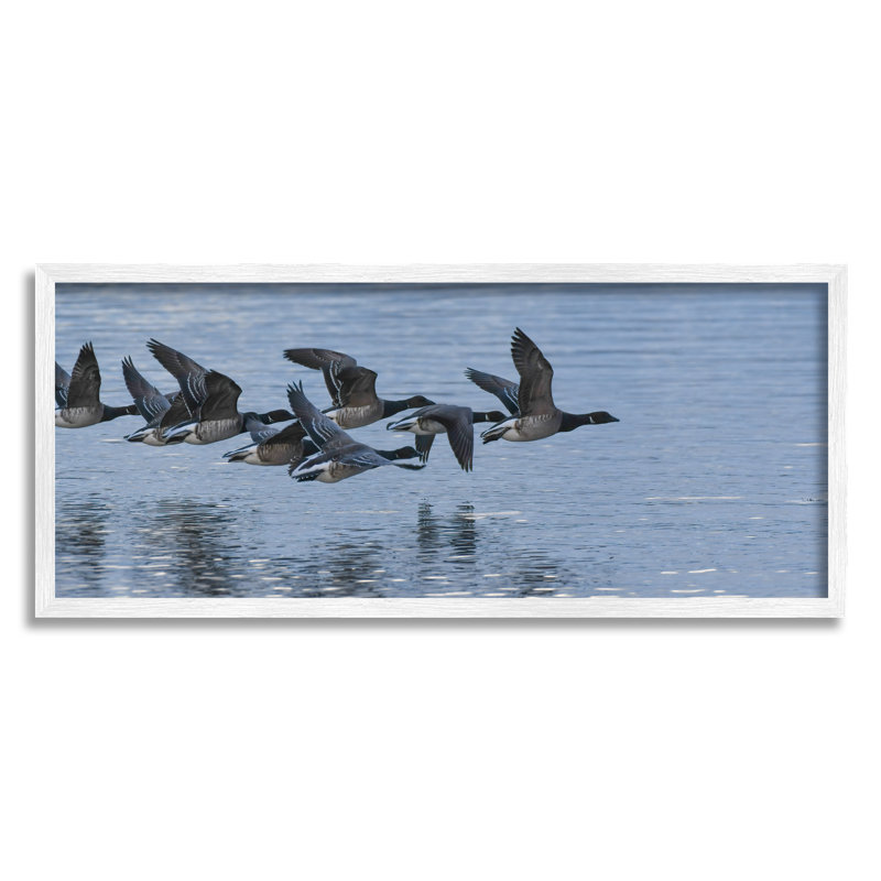 «Flying Geese Wings Flaping Calm Ocean Water» par Amy Brinkman - photographie, L 24 po x H 10 po