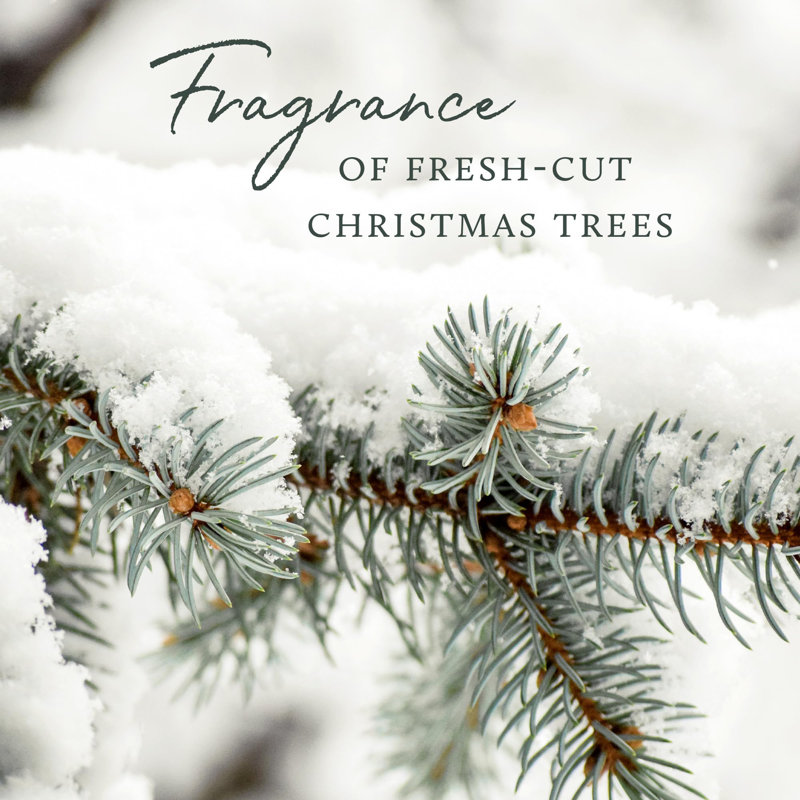 Thymes Frasier Fir Silver Scented 3-Wick Candle
