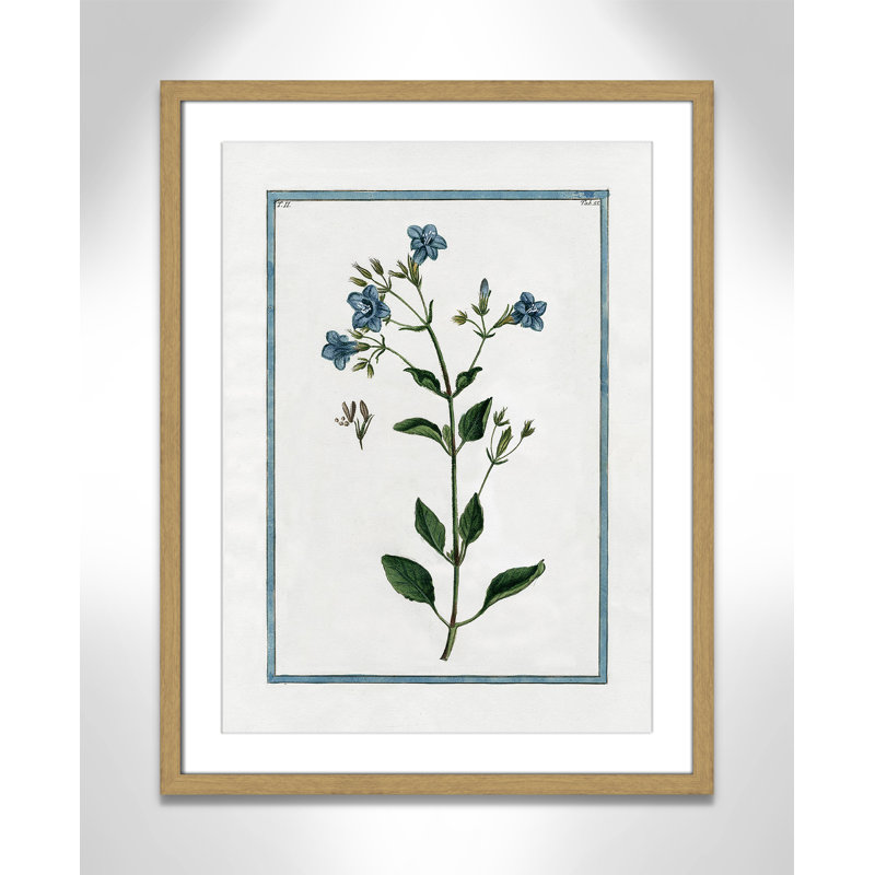 Colombe Shabby Elegance Botanical II - Art encadré, L 17 po x H 23 po, Cadre naturel