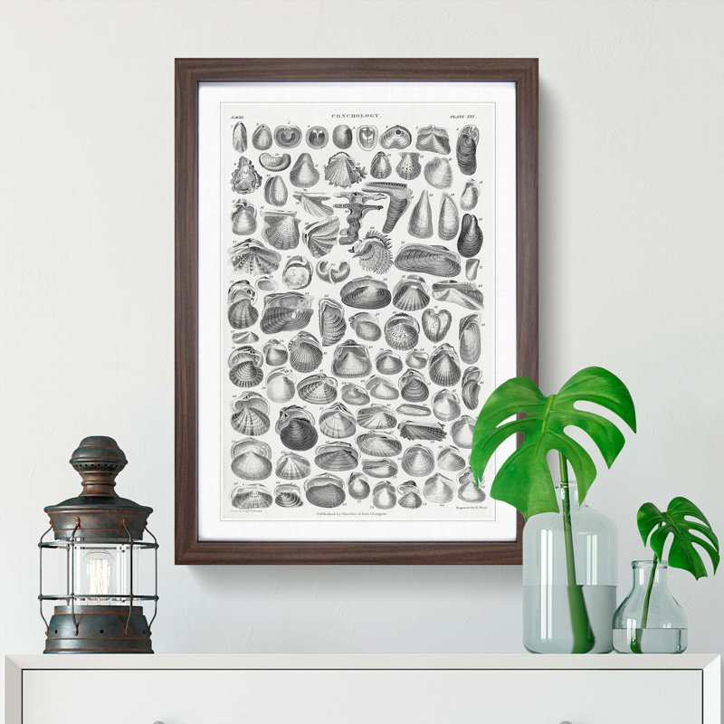 Study of Mollusc Shells XXI by Oliver Goldsmith - Framed Print, 36cm H x 27cm W x 2cm D, Walnut Framed