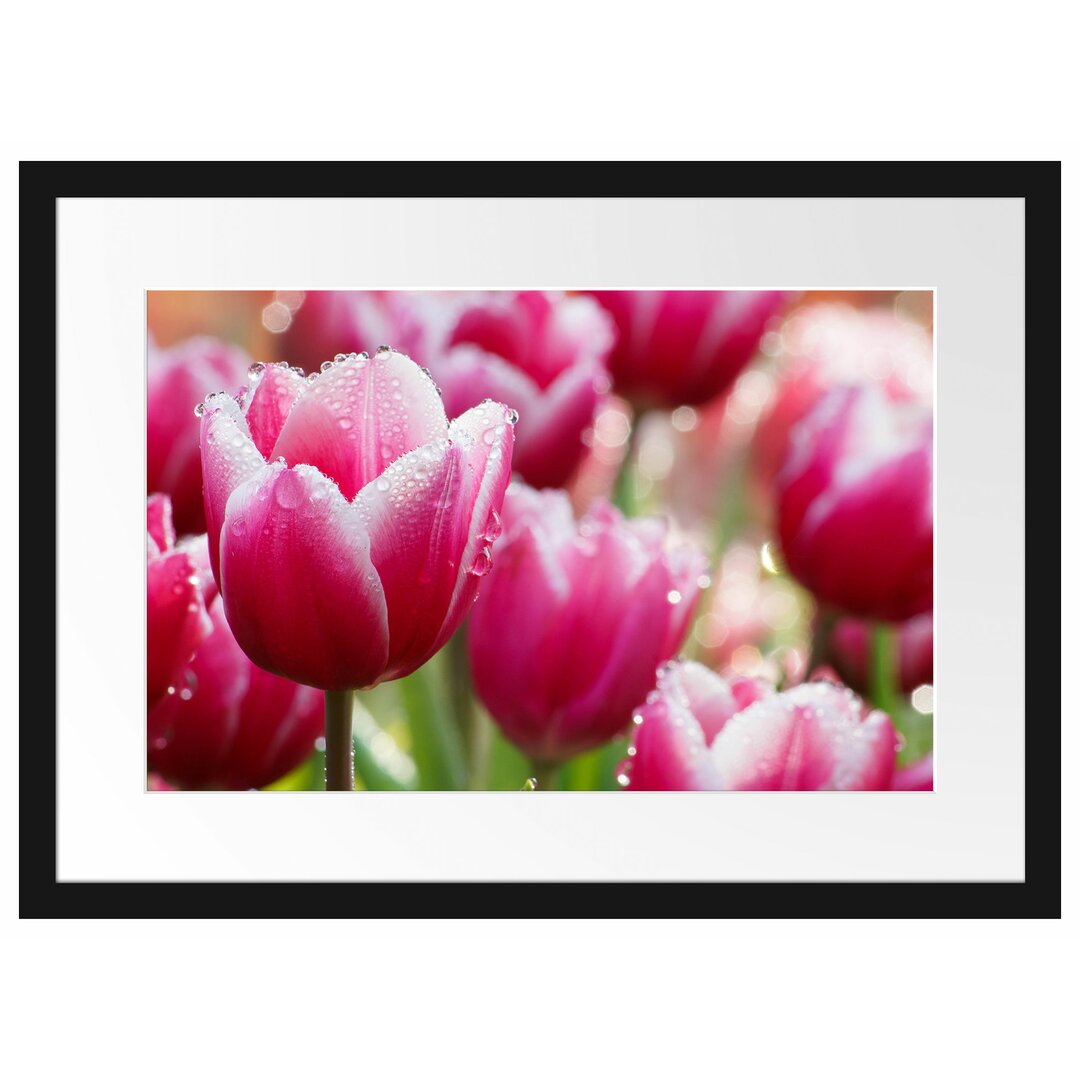 Gerahmtes Poster Tulpen mit Morgentau