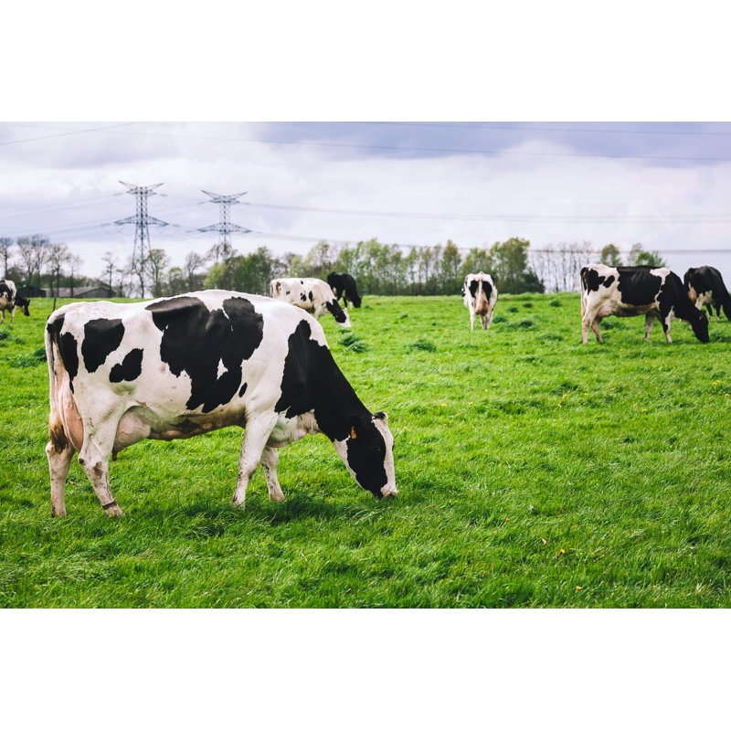 Cows On Meadow With Green Grass by Shigapov - Wrapped Canvas Print, 30cm H x 46cm W x 3.8cm D