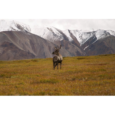 Caribou in Alaskan Tundra 1 Piece Wrapped Canvas Wall Art