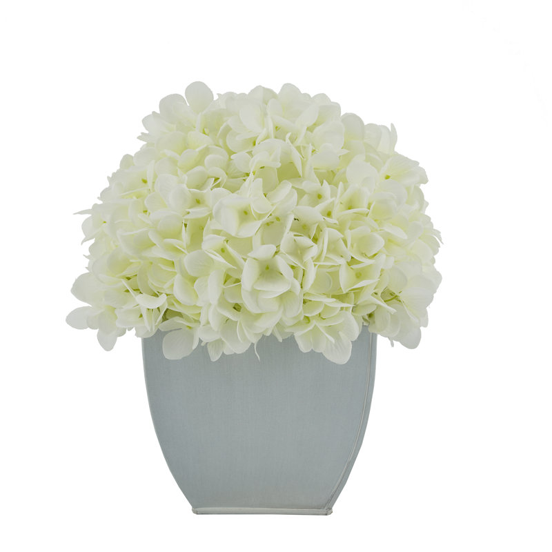 Arrangements floraux d'hortensias en pot, Blanc