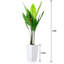 147cm Plant