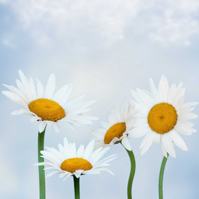 White Daisies - Photographie sur toile tendue