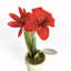MINI AMaryllis en pot 9 po