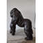Statue géante en forme de gorille géant regardant autour de bronze, taille: 58 po x 38 po x H 60 po