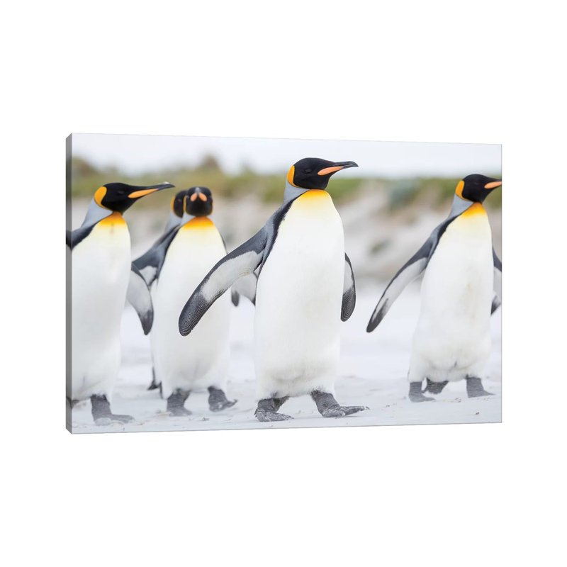 King Penguin, Falkland Islands. by Martin Zwick - Wrapped Canvas Print, 30.48 cm H x 45.72 cm W