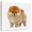 Spitz poméranien miniature Arney-109221476