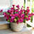 Rose foncé sélectionné