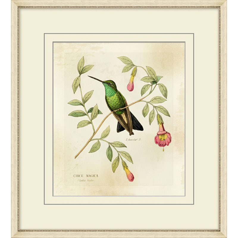 Brilliant Hummingbird Collection 8 Print