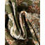 Tapis vert traditionnel Tollefson-1665175530