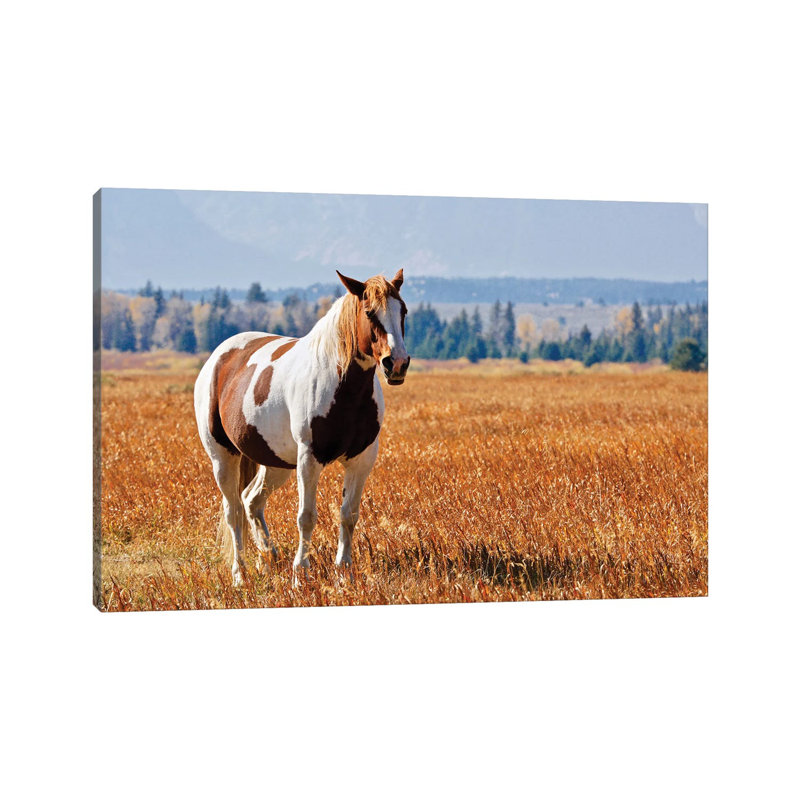Brown And White Horse by Susan Vizvary - Wrapped Canvas Print, 30.48 cm H x 45.72 cm W