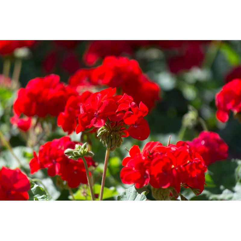 Red Geranium Flowers In Sunny Garden Close Up - Wrapped Canvas Print, 51cm H x 76cm W x 3.8cm D