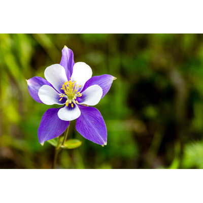 " Columbine Flowers " by Tvirbickis
