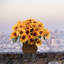 Soie tournesol buisson 24 fleurs-1982468422