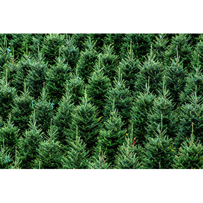 " Christmas Trees " by Tim Pennington