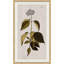 17th Century Wild Flower Studies IIII Painting by Soicher Marin Archives