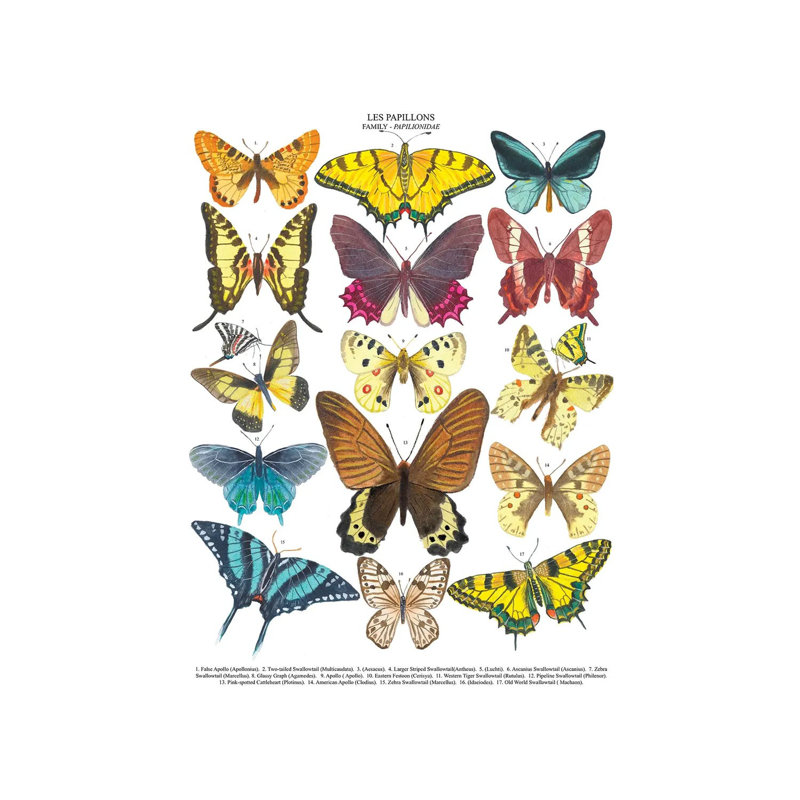 Butterflies by Michelle Campbell - Wrapped Canvas Print, 101.6 cm H x 66.04 cm W x 1.91 cm D