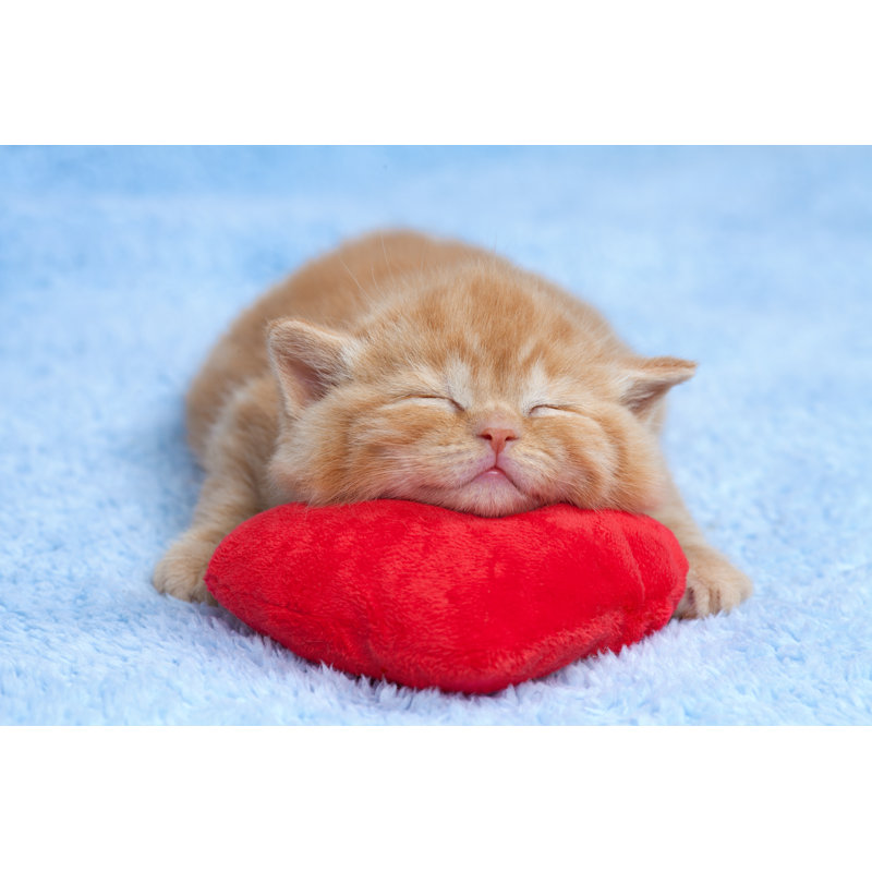Little Cat Sleeping On The Red Heart-shaped Pillow - Wrapped Canvas Print, 30cm H x 46cm W