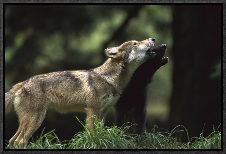 eastern timber wolf pups