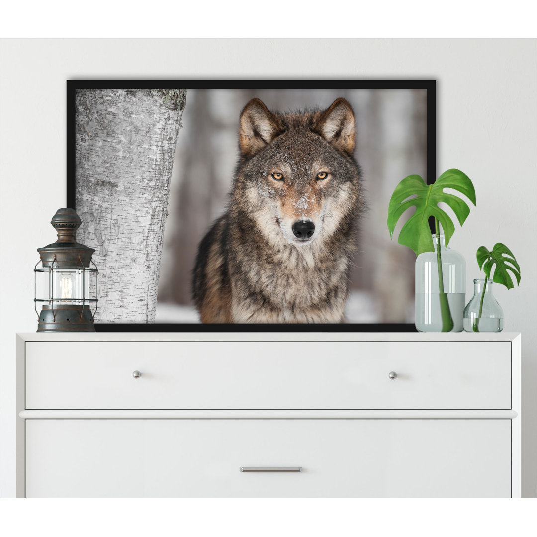 Gerahmtes Poster Watchful Wolf