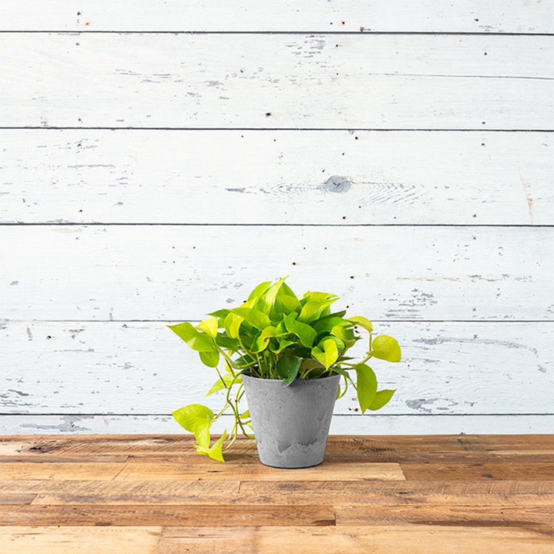 Carrero Pot Planter, Gray, 7.75" H x 8.25" W x 8.25" D