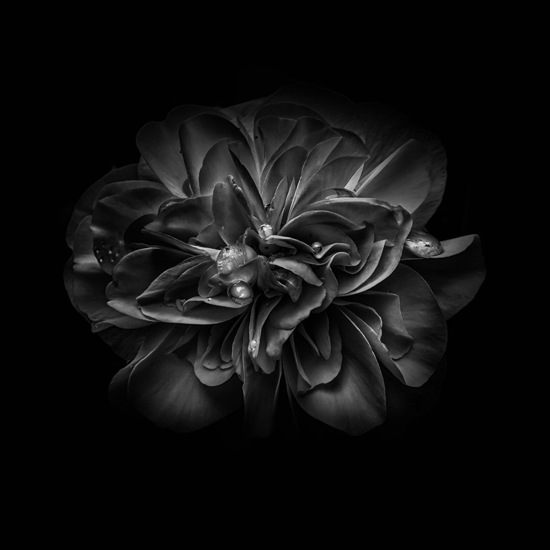 Leinwandbild Black and White Camelia V von Brian Carson