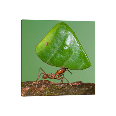 Leafcutter Ant Carrying Leaf, Costa Rica I by Steve Gettle - Wrapped Canvas Print