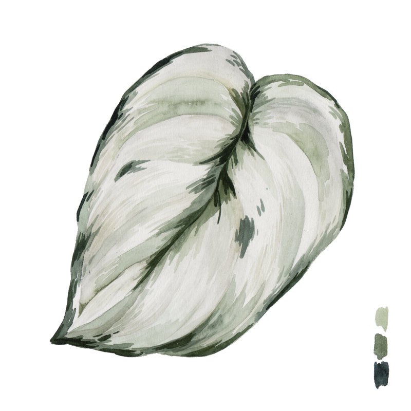 Scindapsus III, H 12 po x l 12 po