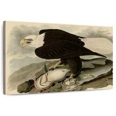 Brampt Whiteheaded Eagle