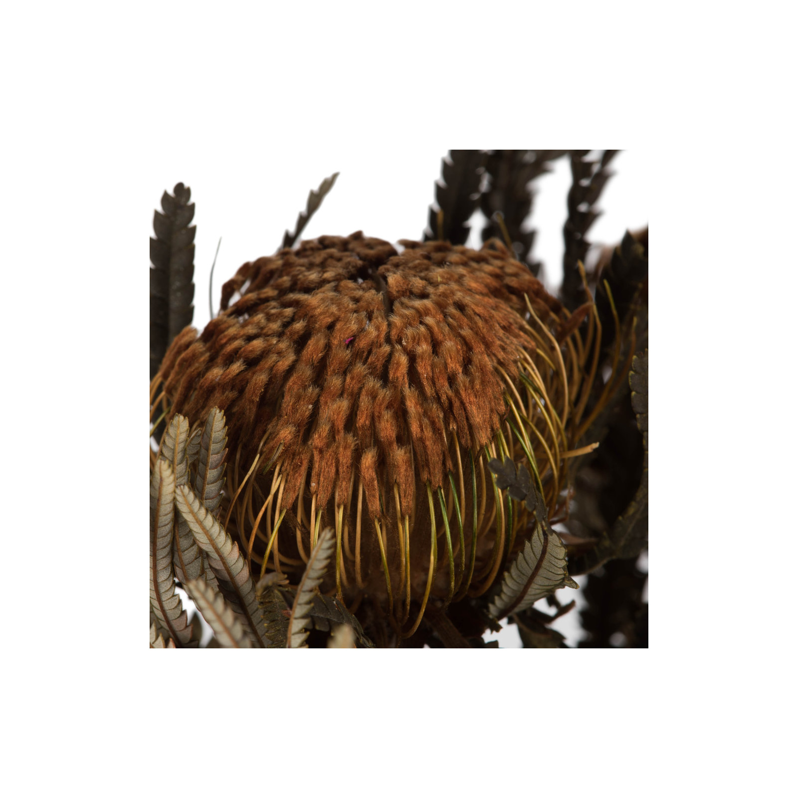 Banksia Arrangement
