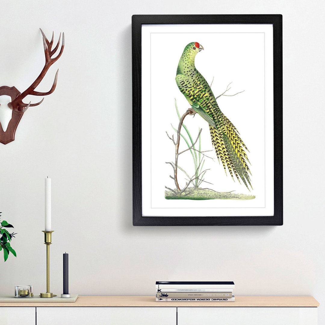 Ground Parrot by George Shaw - Framed Print