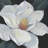 Blooming Magnolia II by Tim O'Toole - Wrapped Canvas Painting-641706121