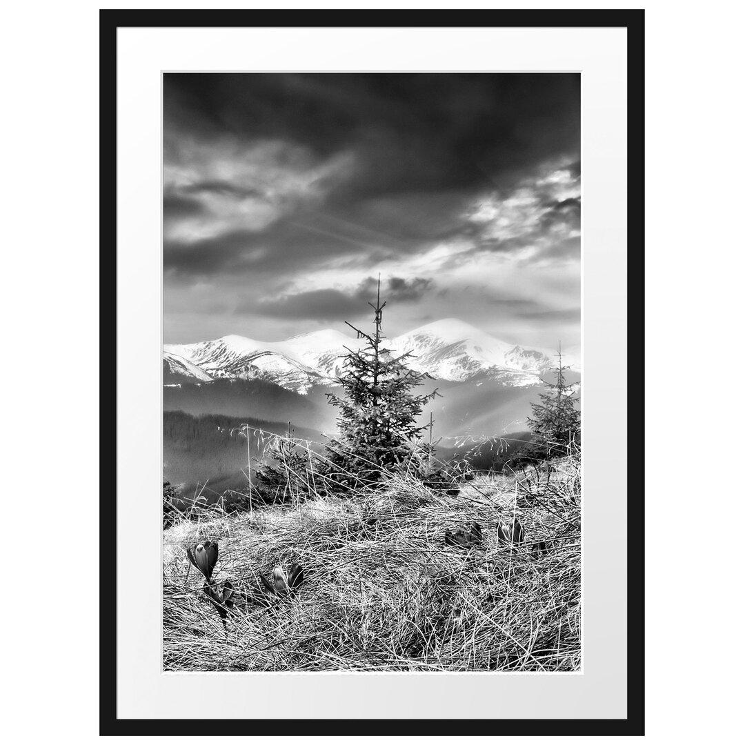 Gerahmtes Poster Krokusse auf Hochalmwiese in Alpen