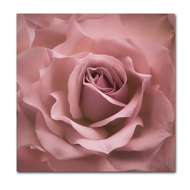«Misty Rose Pink Rose» par Cora Niele - reproduction de photo sur toile, H 24 po x l 24 po x P 2 po