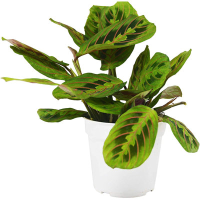 Red Maranta - Live Plant in a 4 Inch Pot - Maranta Leuconeura Erythroneura - Beautiful Easy to Grow Air Purifying Indoor Plant