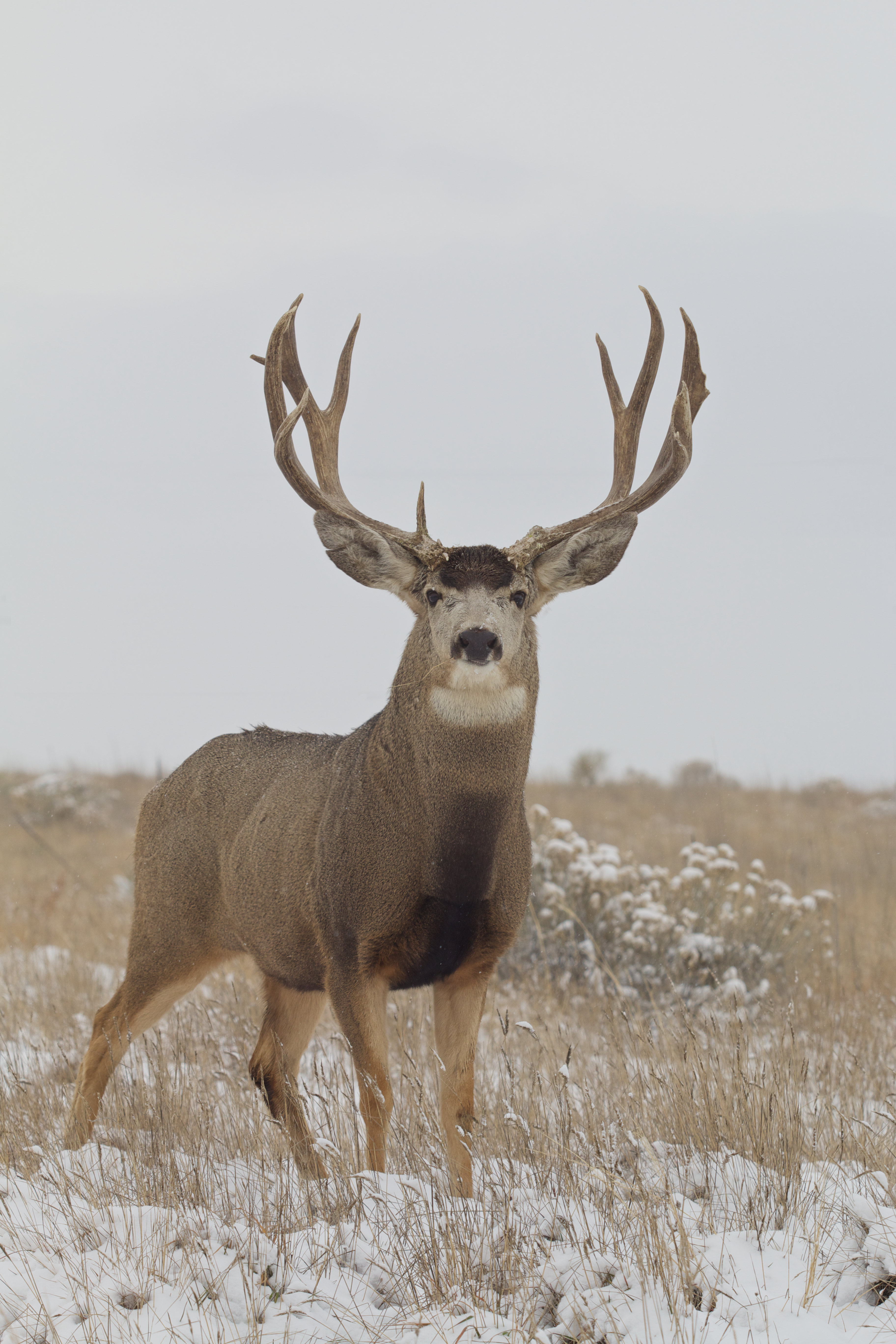 Mule Deer Buck Poster