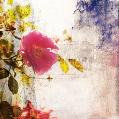 Wiconsico rose avec texture par Chris-Mueller