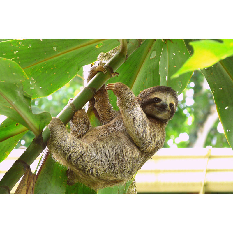 Sloth In Puerto Viejo, Costa Rica - Wrapped Canvas Print, 51cm H x 76cm W